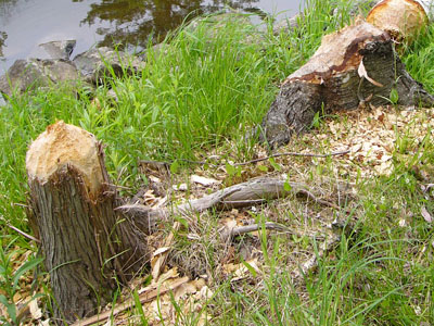 beaver 003