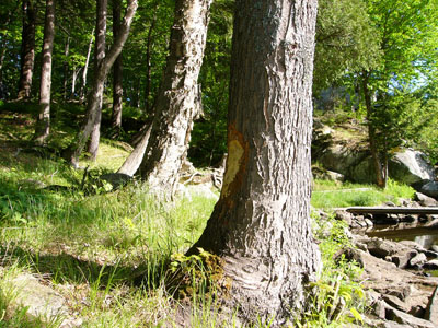 beaver 010