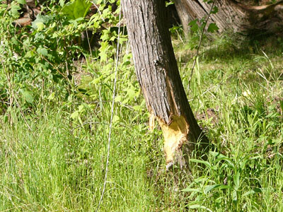 beaver 011