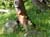 beaver 009