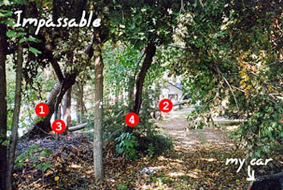 treefell1