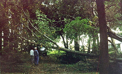 treefell2