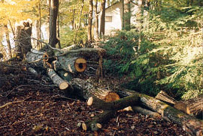 treefell3